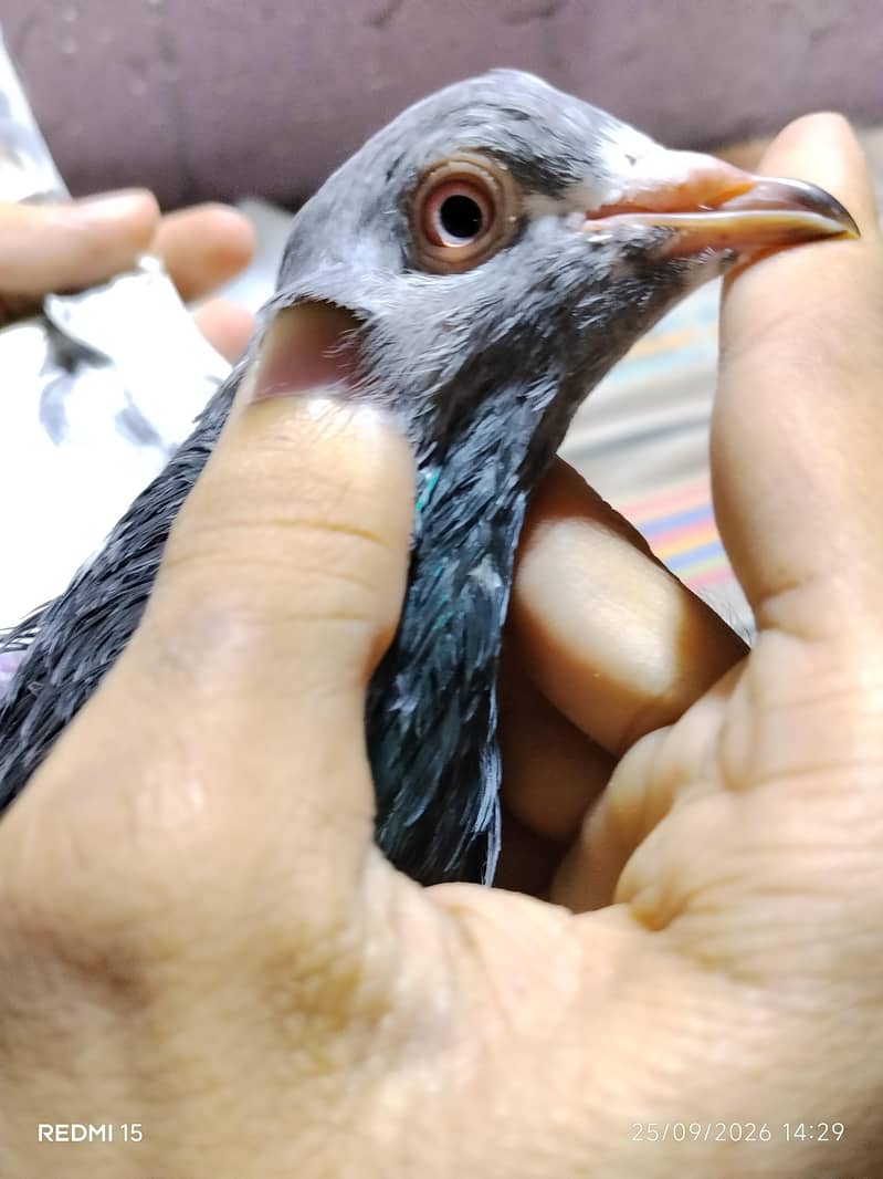 pigeons 9