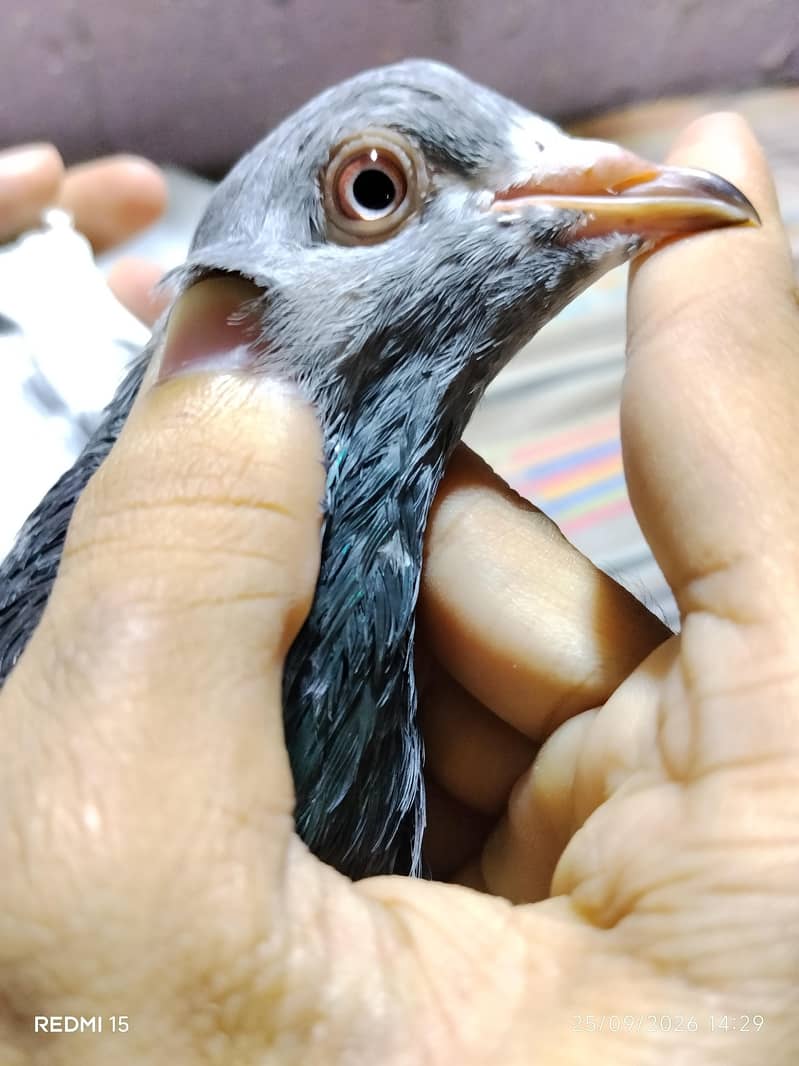 pigeons 10