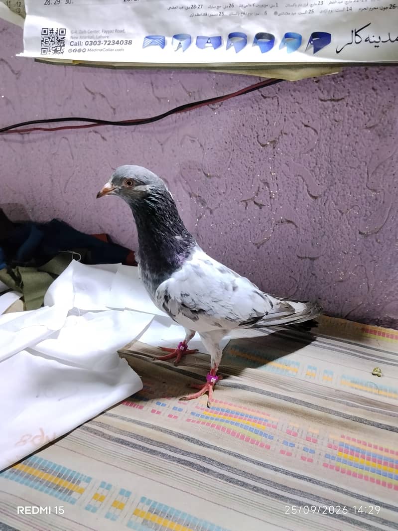 pigeons 11