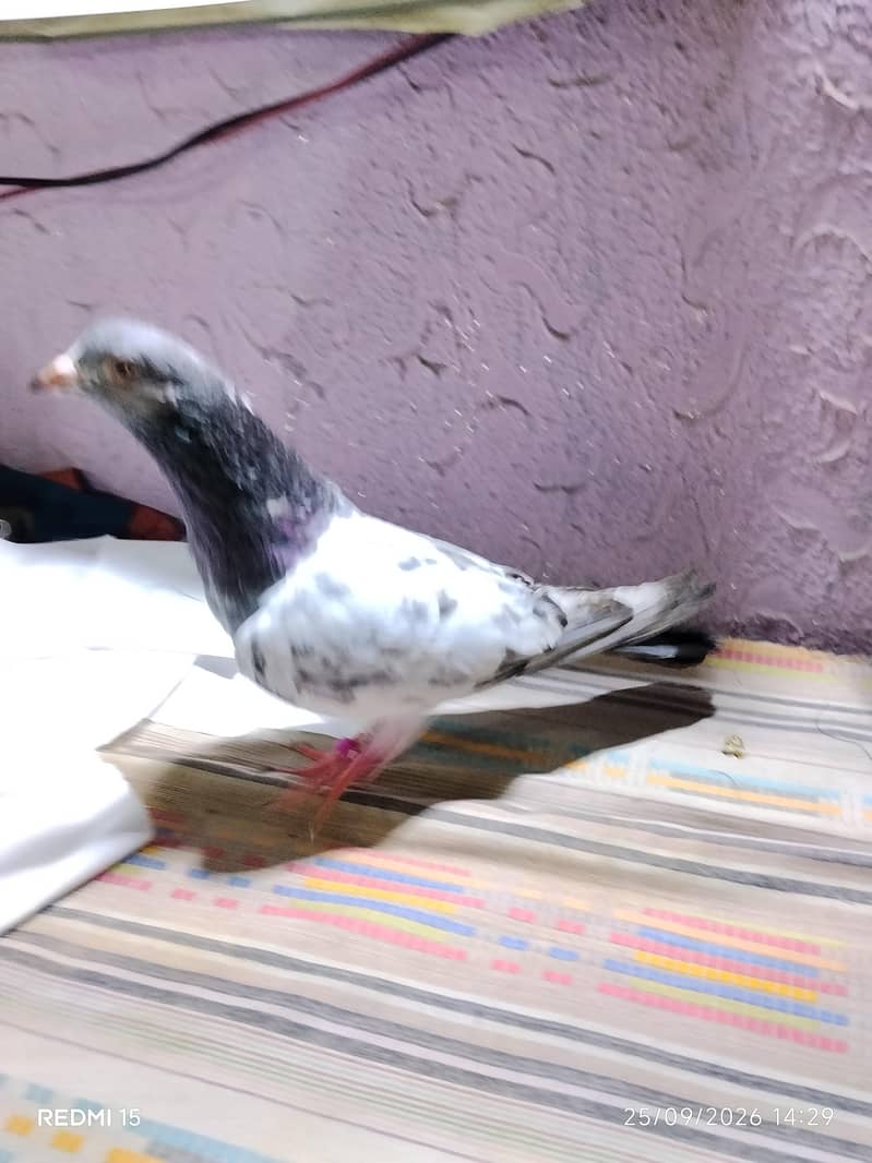 pigeons 12