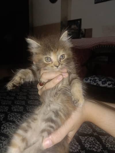 persion kitten tripple cotted with odd blue eyes