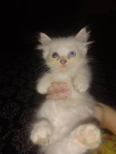 persion kitten tripple cotted with odd blue eyes