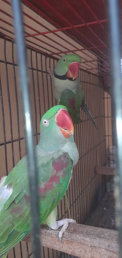 Raw parrot pair