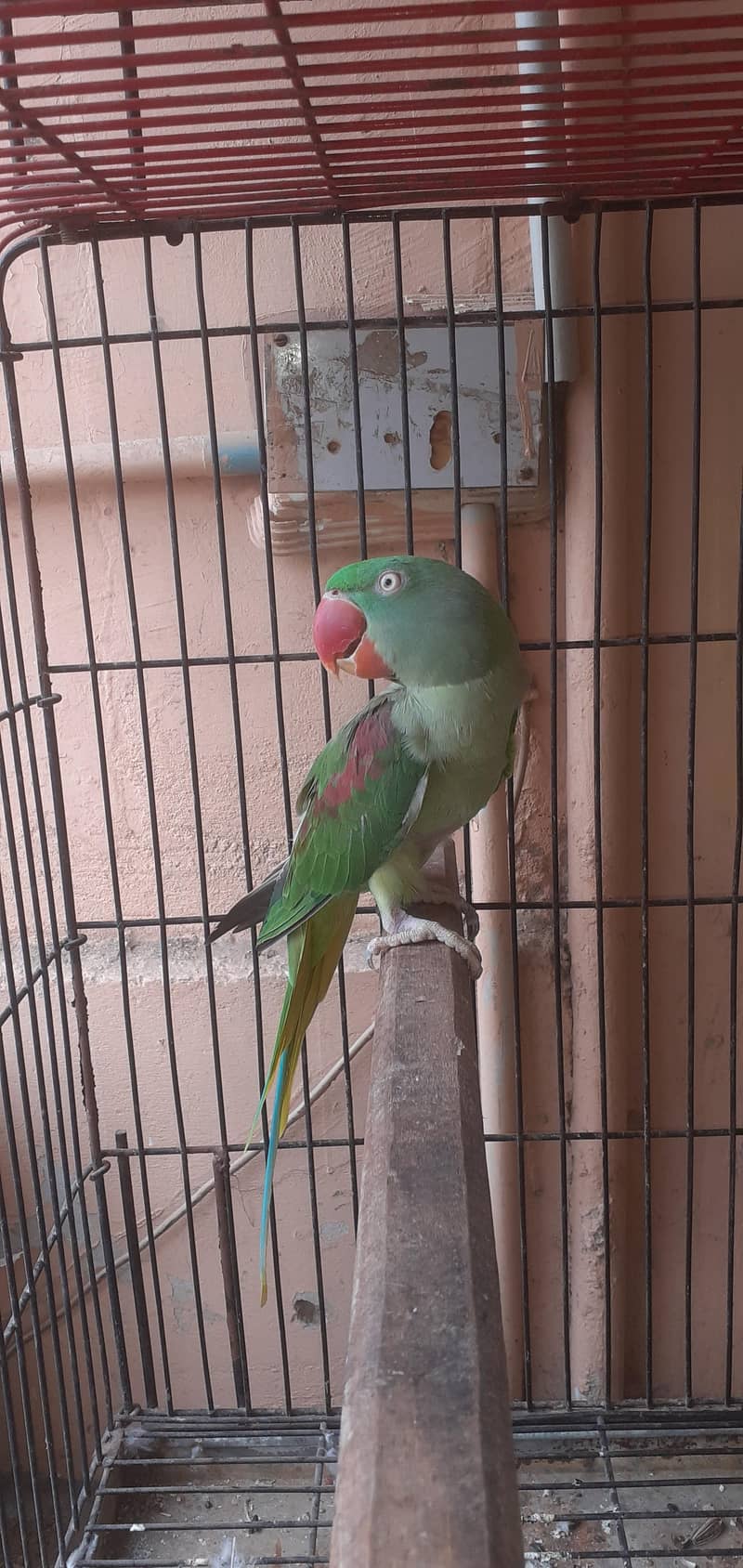 Raw parrot pair 1