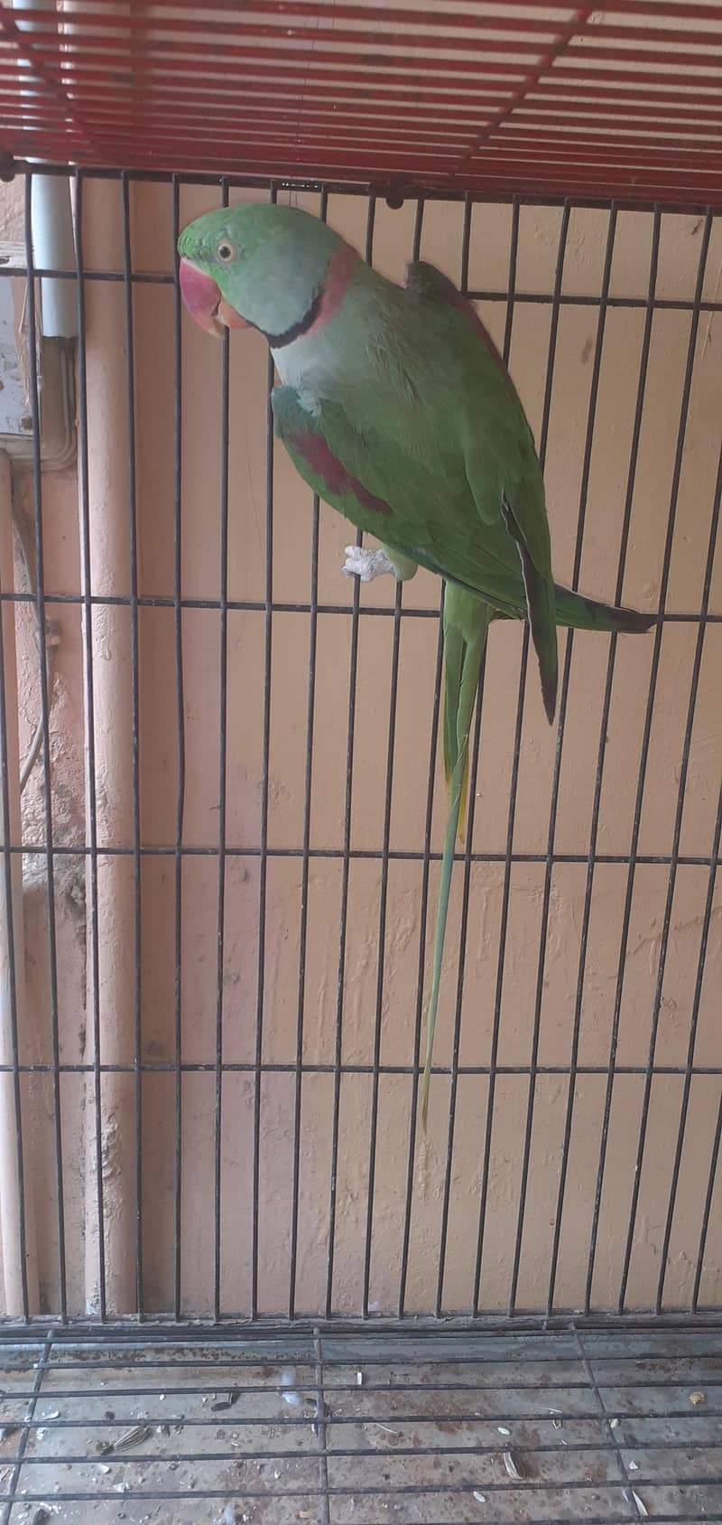 Raw parrot pair 2
