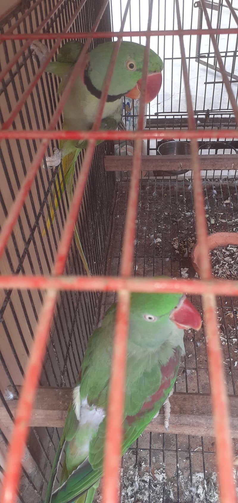 Raw parrot pair 3