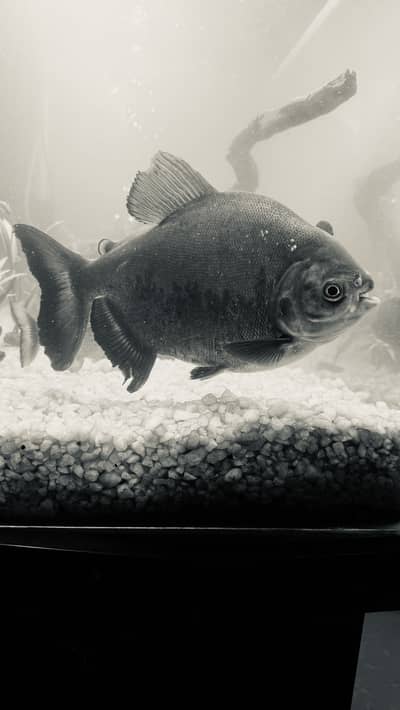 Pacu big size fish