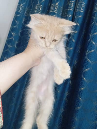 pure home Persian kittens for sale