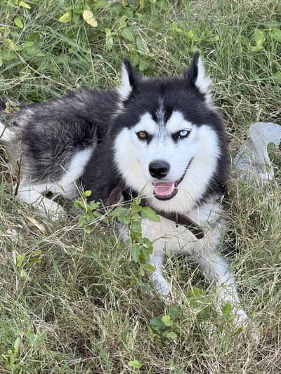 Siberian Husky | Woolly Coat | Husky for sale