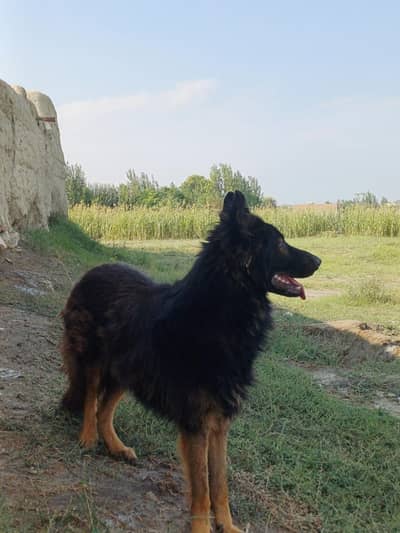 German shepharad
