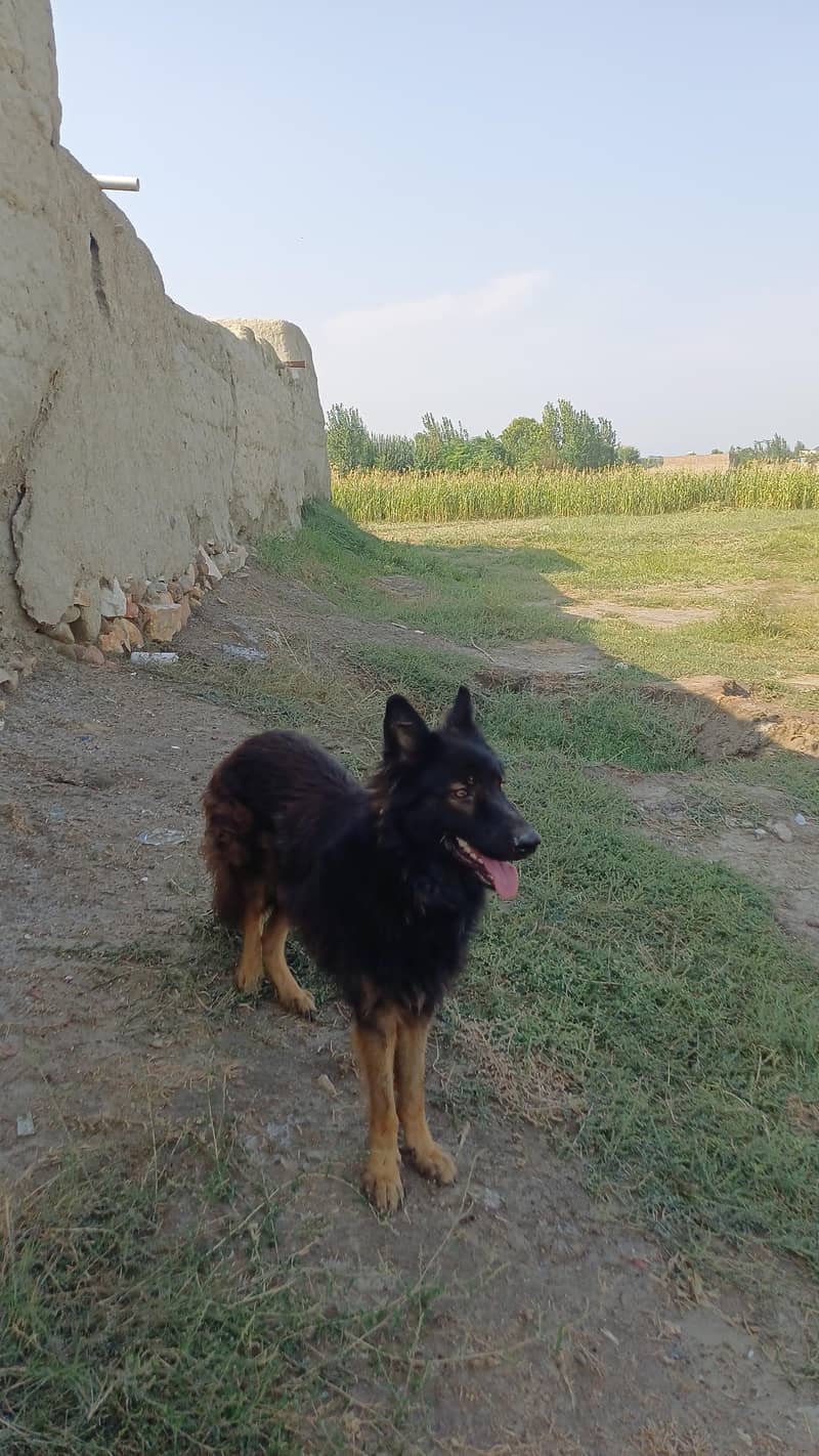 German shepharad 1