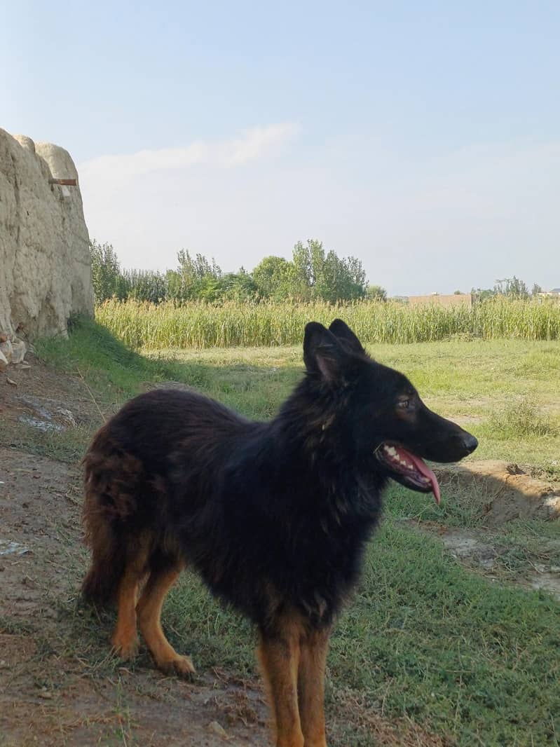 German shepharad 3
