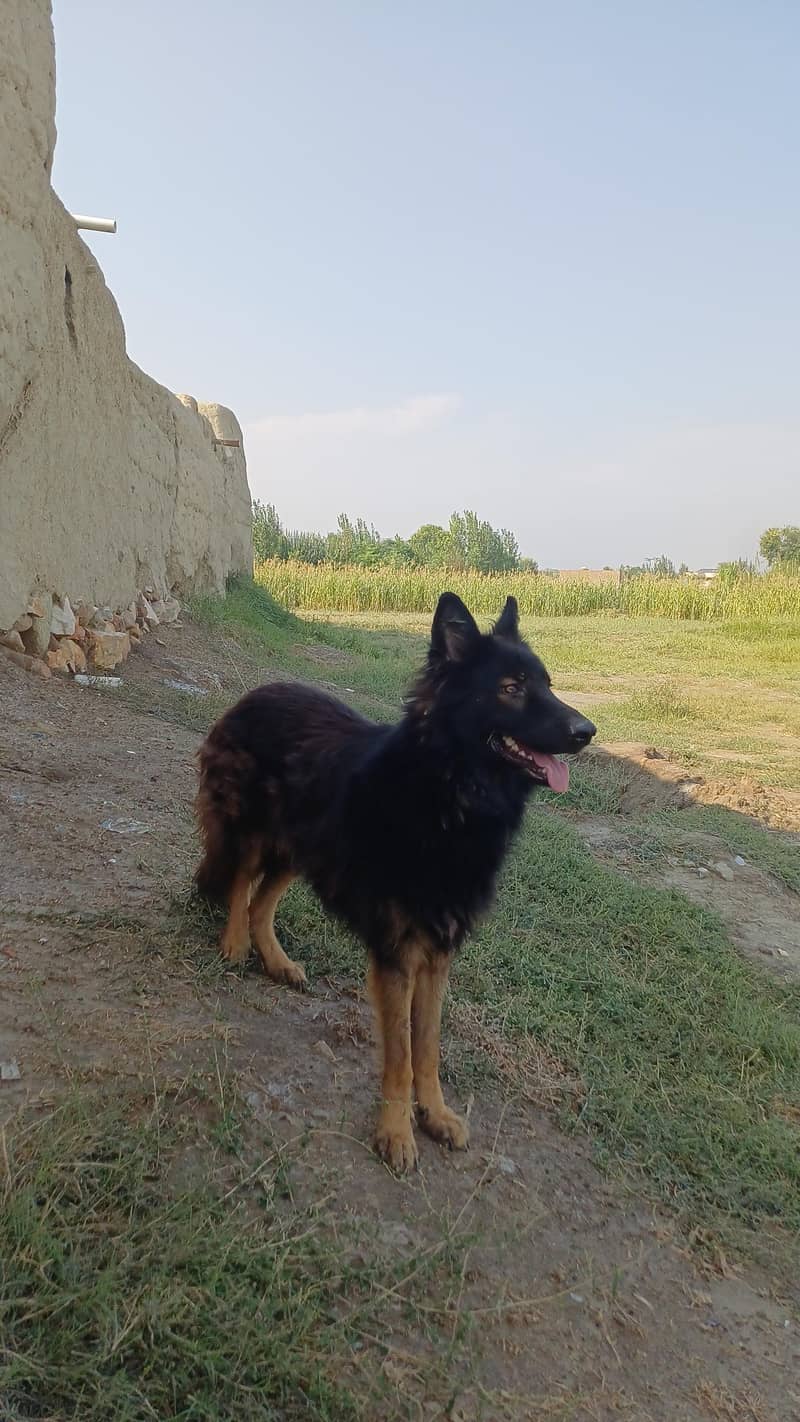 German shepharad 4