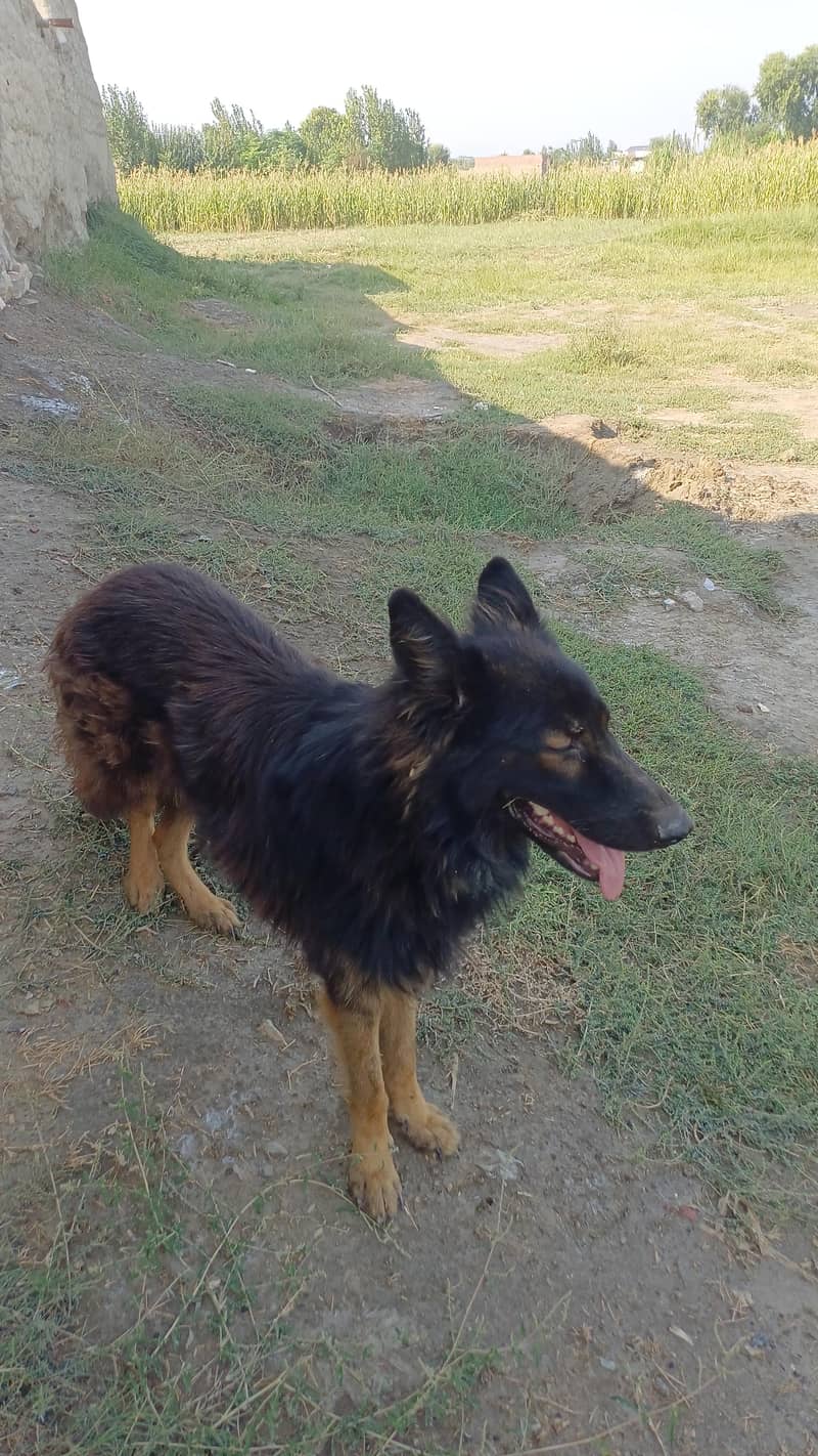 German shepharad 5