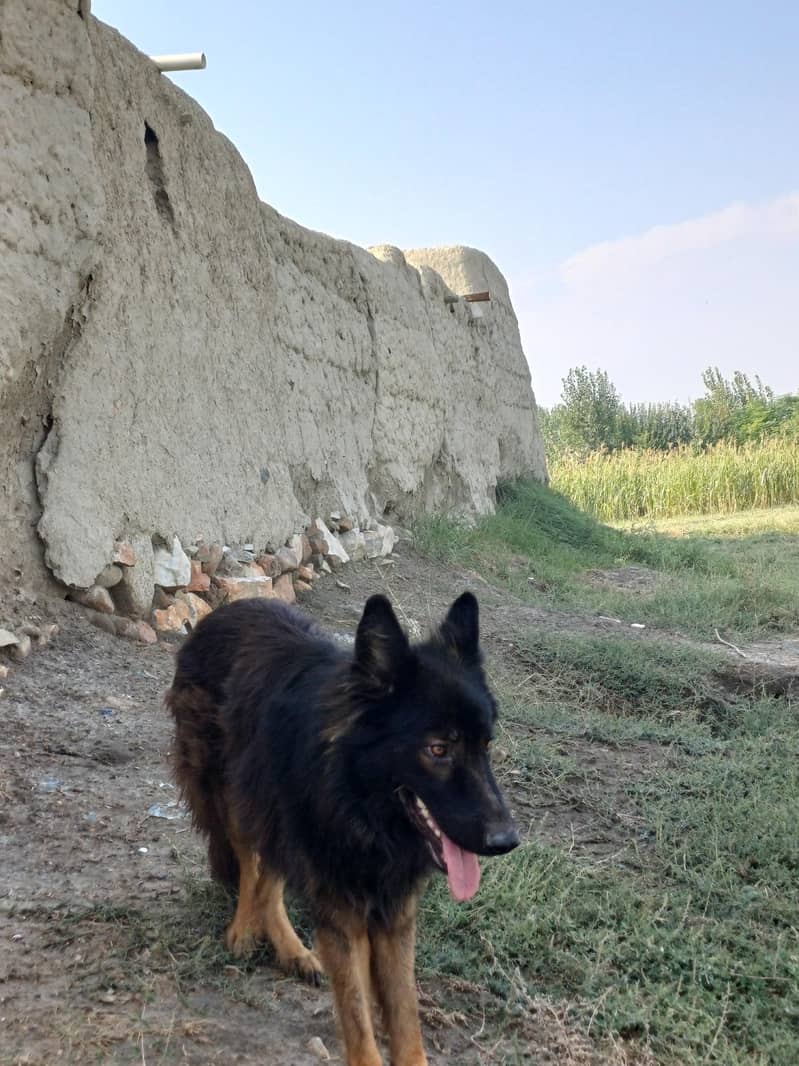 German shepharad 6