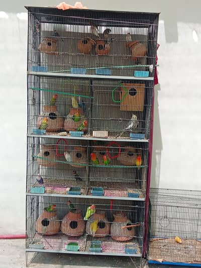 mashallah healthy active parrot love bird and Fisher