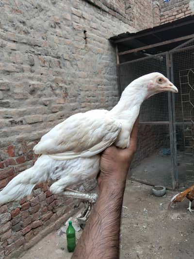 Aseel Heera