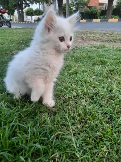 kitten