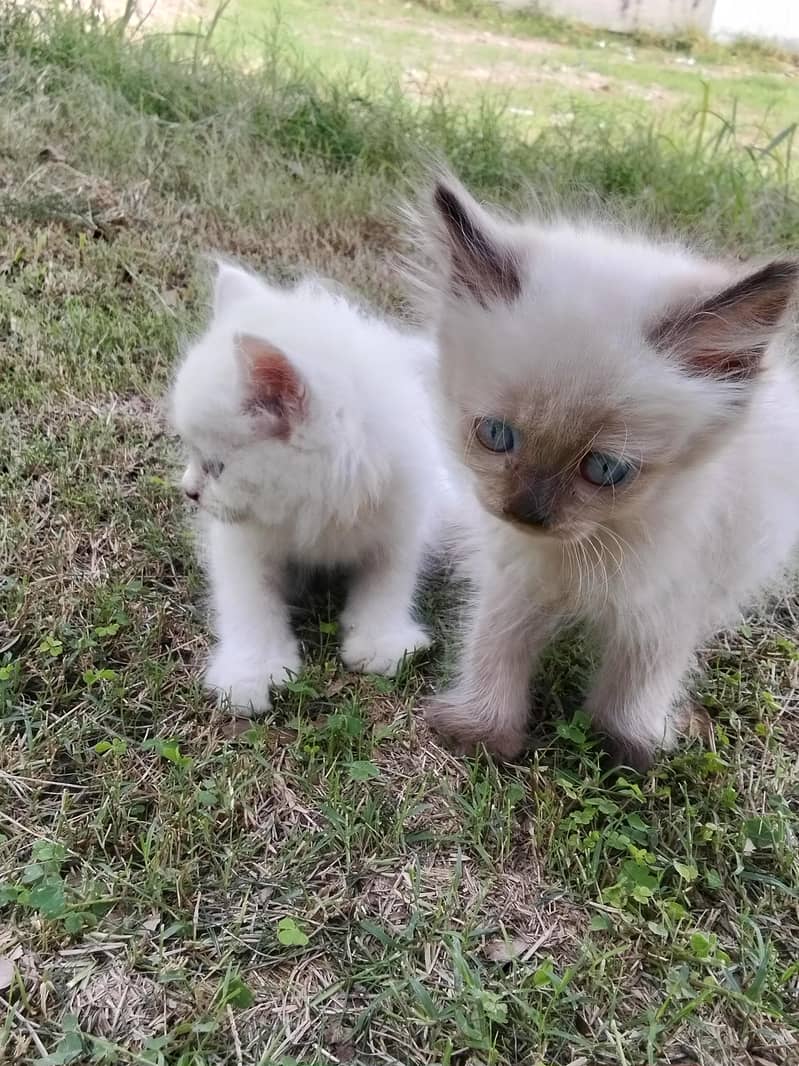 kitten 1