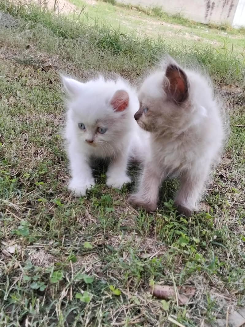 kitten 2
