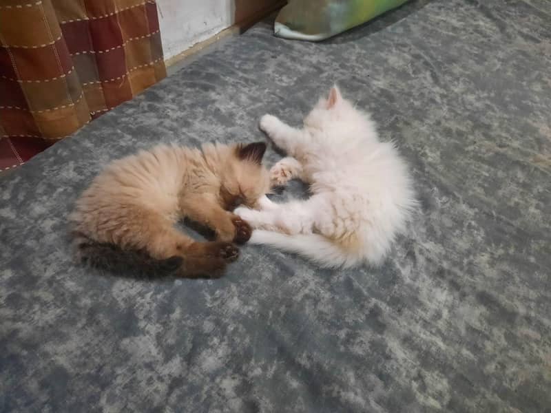 kitten 3