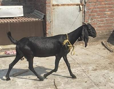 kamori bettal bakri 2 mAh pregnant