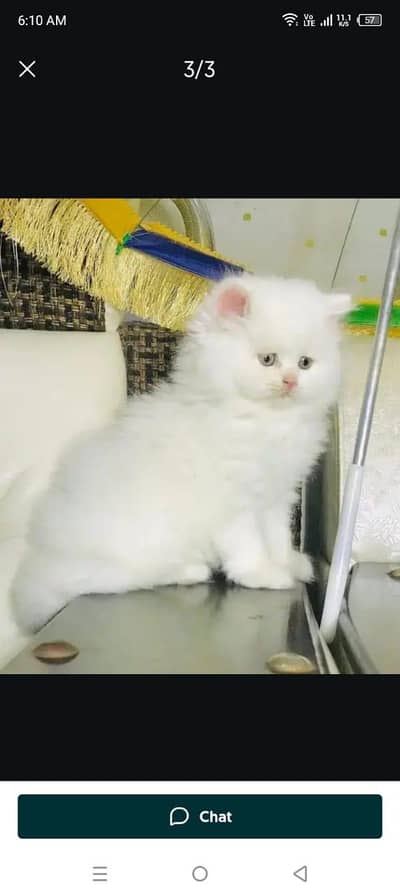 Persian cat 2 month age vaccinated