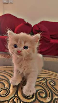 Persian kittens 3rble coated