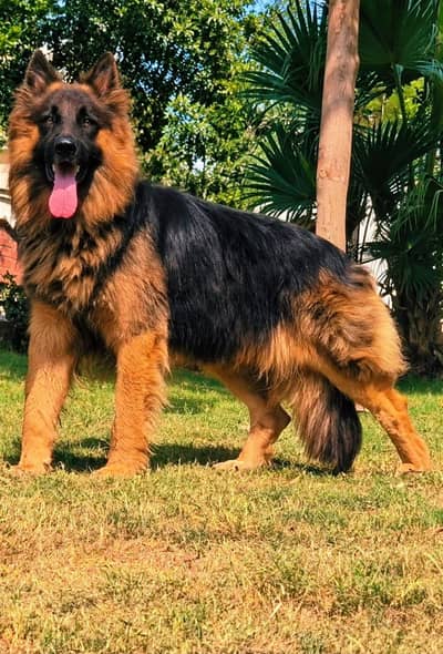 Black German Shepherd puppies | double coat | German Shepherd pair