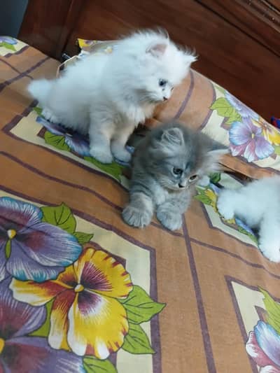 parsion kitten