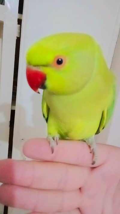 Green ringneck male parrot for sale handtame