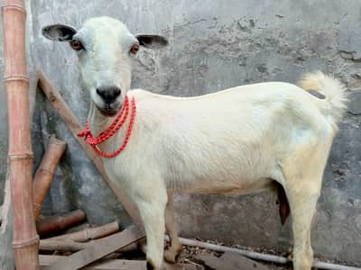 desi bakri for sale bacha for sale and bakra