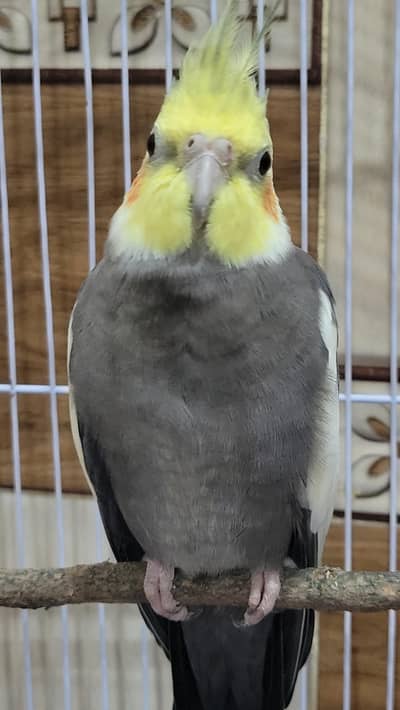 1 untamed cockatiel parrot male fully healthy hand raised for mating