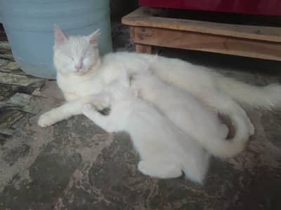 cat lany Kay Liya what's app pay rabta karay03255782094