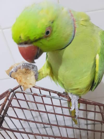 parrot