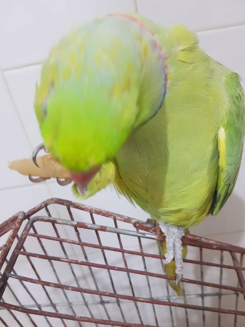parrot 1