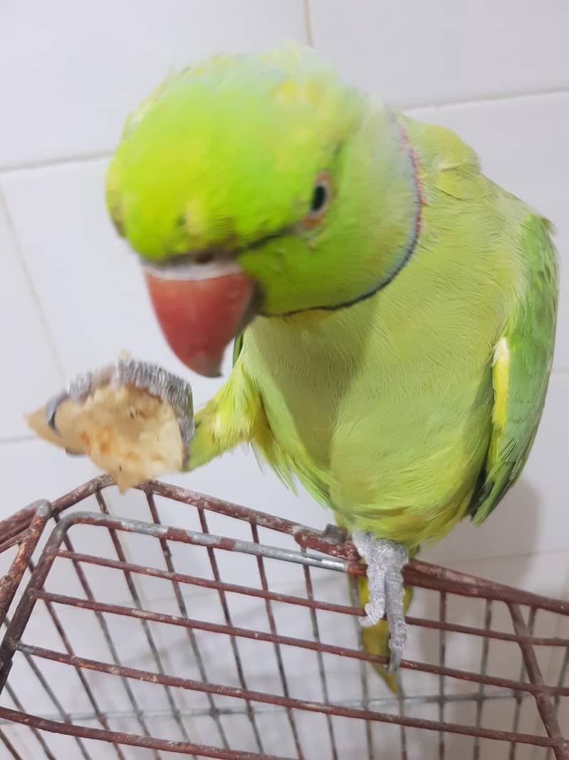 parrot 2