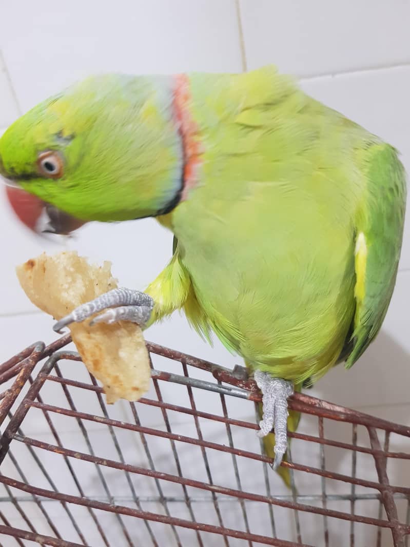 parrot 3
