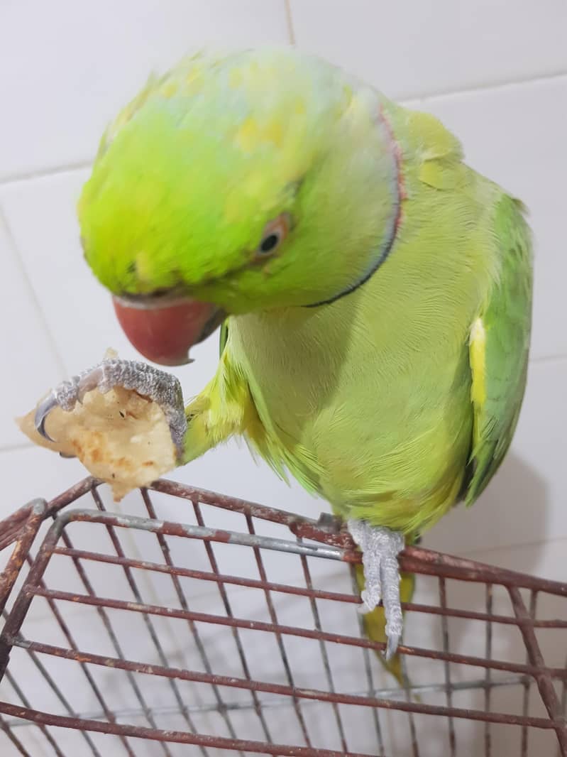 parrot 4