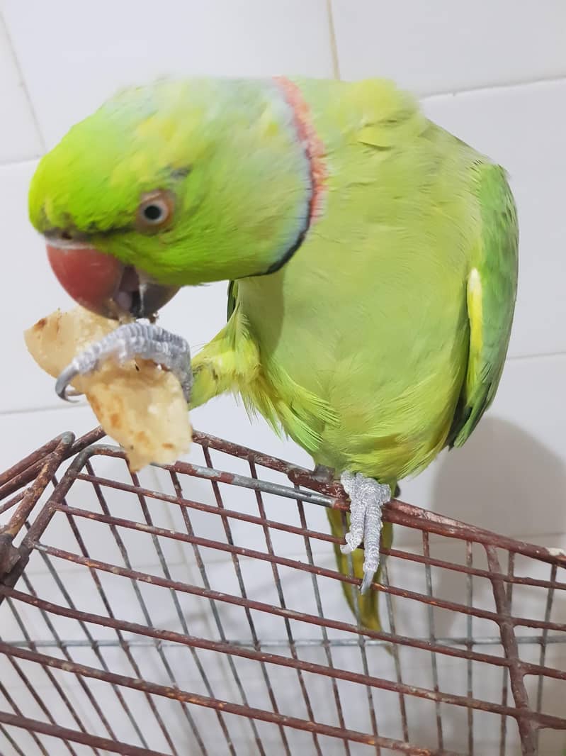 parrot 5