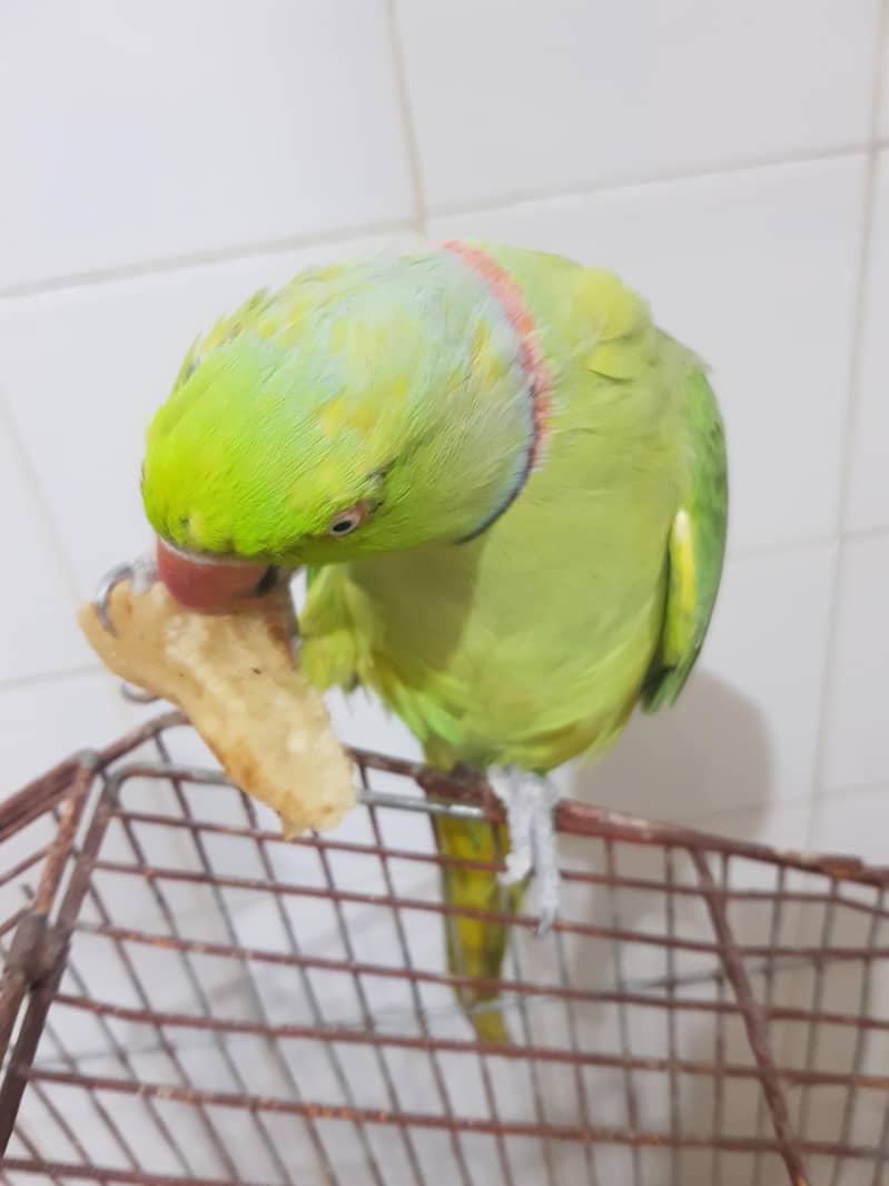 parrot 6