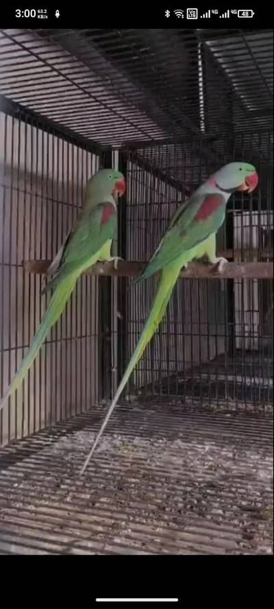 Raw breeder for sale urgent
