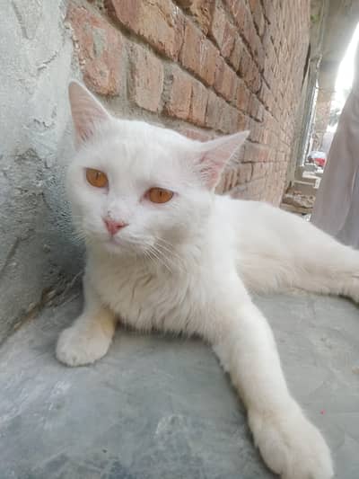 Stunning White Persian Kitten For Sale