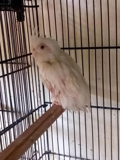 pair of eno molting condition ha