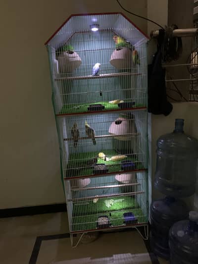3 Portion Cage with Lovedbirds For Sale