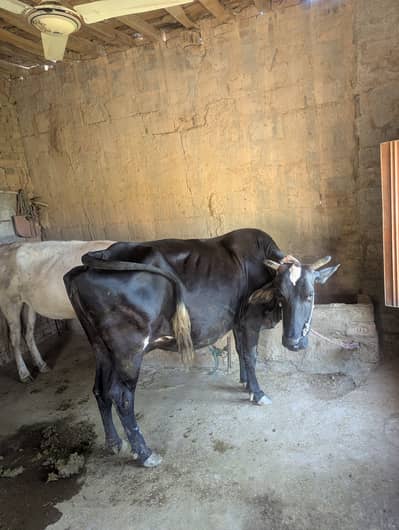 Friesian cow for sale