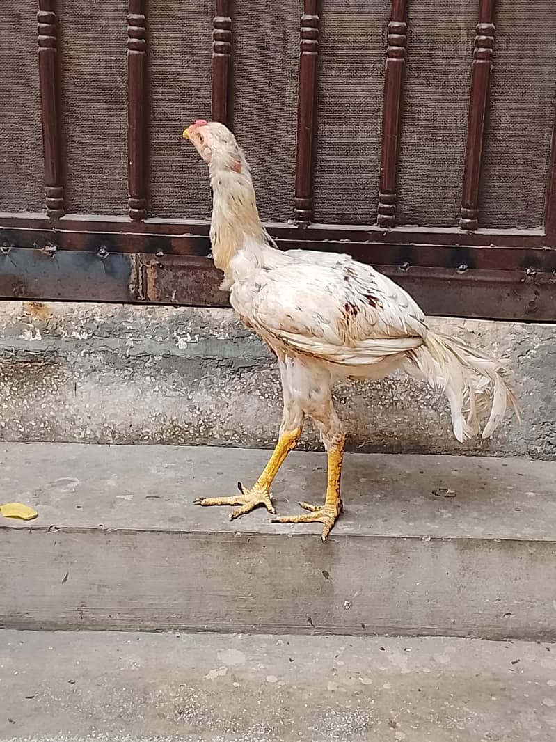 Aseel java 7