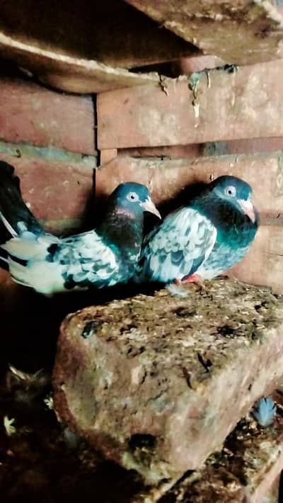 royal teady pair ,  chohy pair  ,,,nela kumanghar pair , wehshi female
