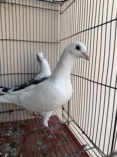 qasid breeder pair for sale active and healthy