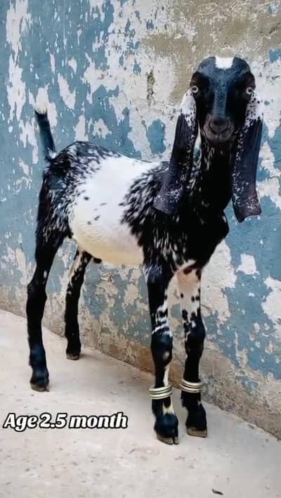 Makhi cheena male 2.5 month age